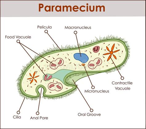 Structure Of A Paramecium Stock Vector Illustration Of Cell 34433518