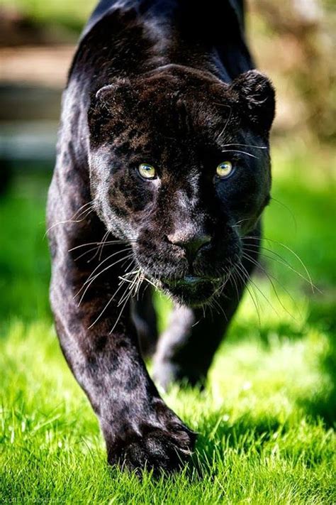Panther Wild Cats Black Panther Cat Big Cats
