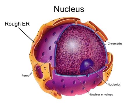 Is nucleolus a plant or animal cell. Organelles in an Animal Cell