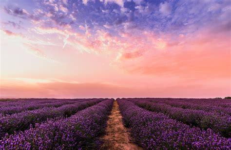Photo Lavender Flower Field Under Pink Sky · Free Stock Photo