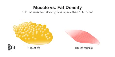 Muscle Weight Vs Fat Weight Frequently Asked Questions 8fit