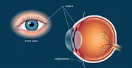 Sclera | White of the Eye - Definition and Detailed Illustration