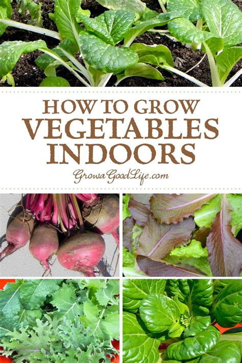 How To Grow Vegetables Indoors Growing Vegetables Indoors Growing