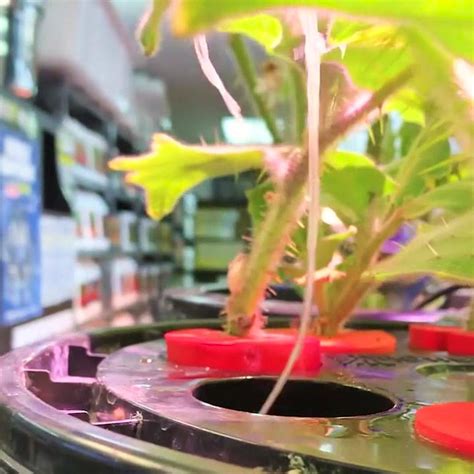 While getting your a complete hydroponic system is advisable, you can still purse with building grow light (if growing indoors): HTG Supply - Home | Facebook