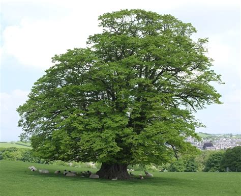 Tilia Cordata Trees And Shrubs Online