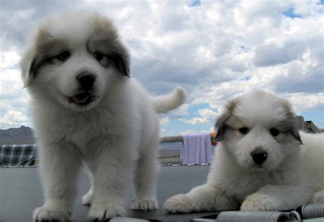 The buyer shall provide the dog with adequate food, fresh water at all times, shelter, affection, love, and medical care, including all necessary. Idaho Great Pyrenees » Great Pyrenees Puppy Sales Contract