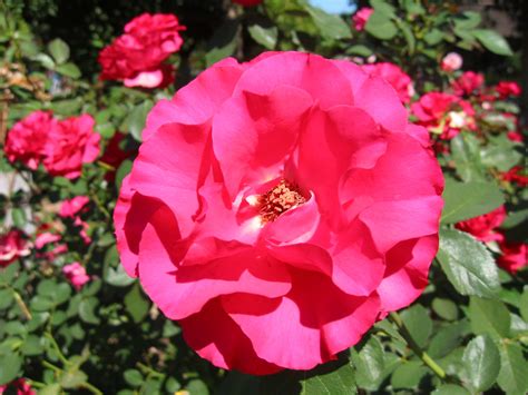 Explore and download more than million+ free png transparent images. Free Flower Images and Stock Photos