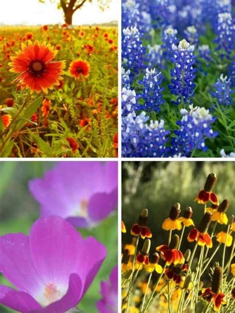 Top 10 Texas Wildflowers Native Backyards