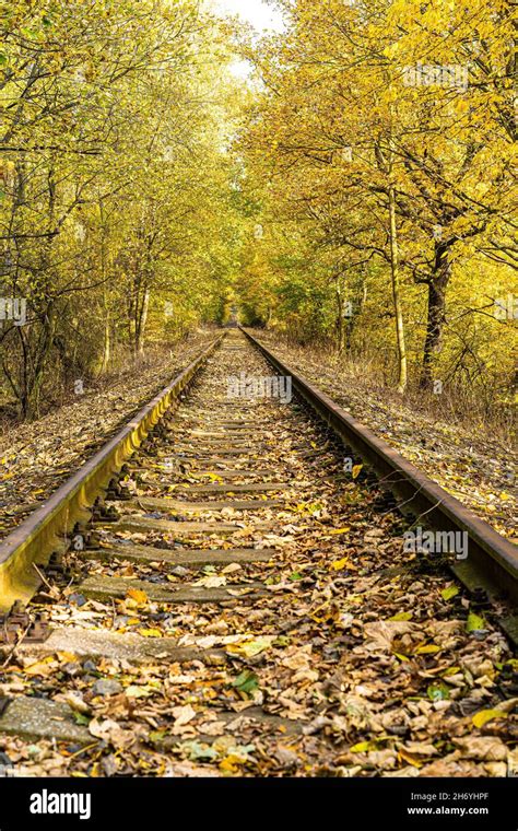 Railway In Perspective Between Yellowed Trees With Falling Leaves On A