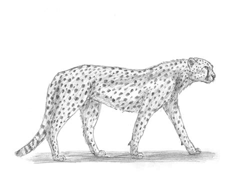 How to draw cheetah, animal jam обновлено: How to Draw a Cheetah
