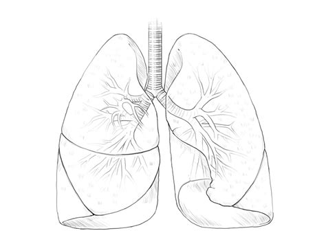 Lungs Drawing At Getdrawings Free Download