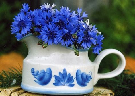 Bluets Flower Symbolism Best Flower Site