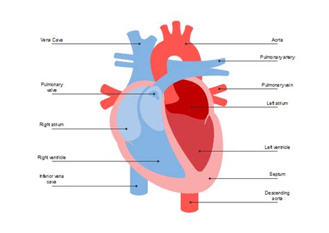 Heart Diagram Free Heart Diagram Templates