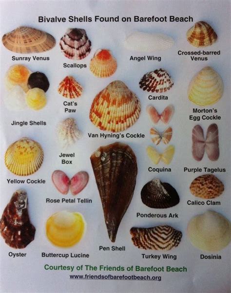 Shell Identification Sanibel Shells Seashell Crafts Types Of Shells