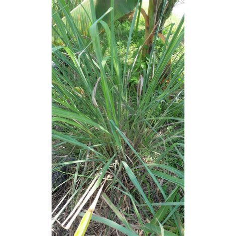 Kegunaan smart serai wangi di reka khas untuk menghalau serangga dari merosakkan. 1 pokok serai wangi - pati minyak serai, penghalau ...