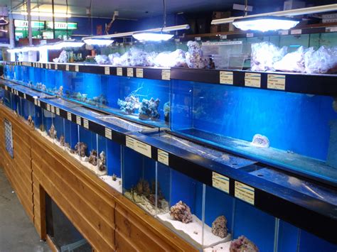 Ascot Maidenhead Aquatics Fish Store Review Tropical Fish Site