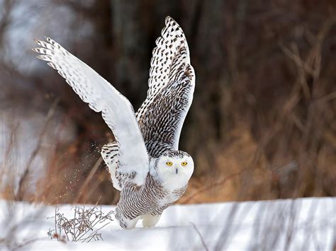 Where Do Snowy Owls Live Habitat Distribution Birdfact