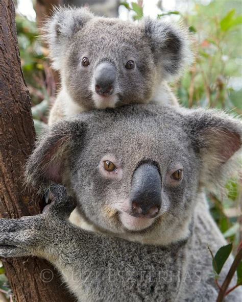 Koala Baby And Mom Photo Mom And Baby Animals Baby Boy Etsy