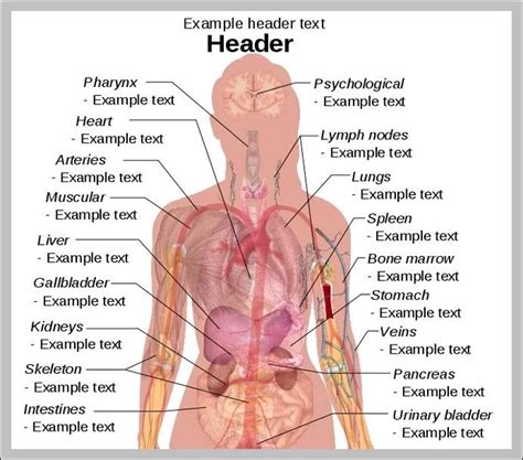 Female human anatomy, internal organs diagram, physiology, structure, medical profession, morphology, healthy. female body diagram - Graph Diagram