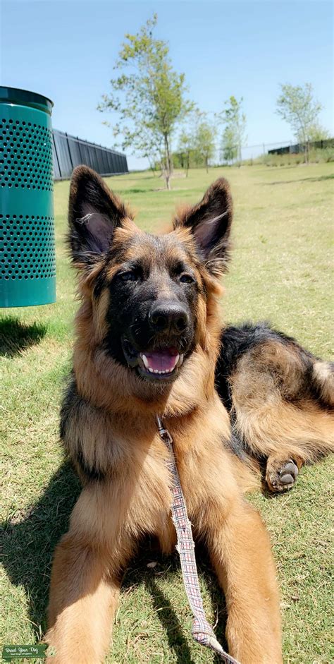 The long haired german shepherd is a rare sight for many since the gene is recessive and is known to be a genetic fault. Stud Dog - AKC registered black & red long haired german ...