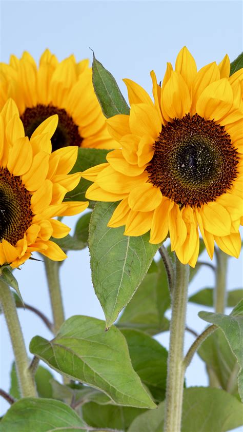 🔥 24 Sunflowers 8k Wallpapers Wallpapersafari