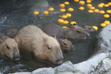 Capybara Chilling With Oranges