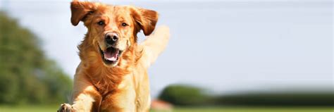 To request more info, please reach out to our staff today! Best in Show Pet Resort reviews | Pet Boarding at 244 ...