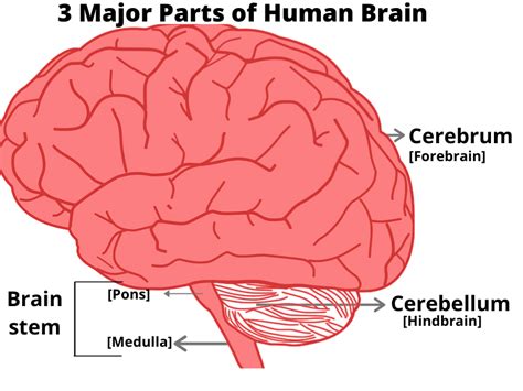 Brain Facts For Kids Interesting Facts About The Human Brain Brain