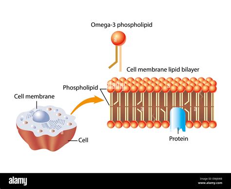 Omega 3 Phospholipid And Skin Cell Membrane Lipid Layer Structure Stock