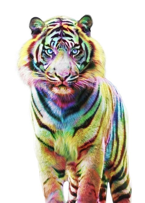 Colorful Tiger An Art Print By Julien Kaltnecker Inprnt