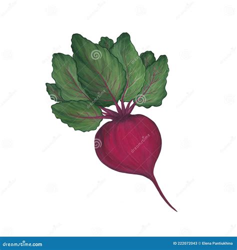 Ripe Burgundy Beets With Green Leaves On A White Background Vegetables Icon Vegetarian Food