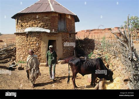 A Traditional Elderly Farming Couple With Their Cows Outside Their