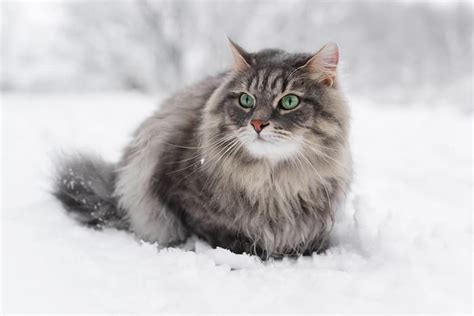 Siberian Forest Cat Care Caring For Pets