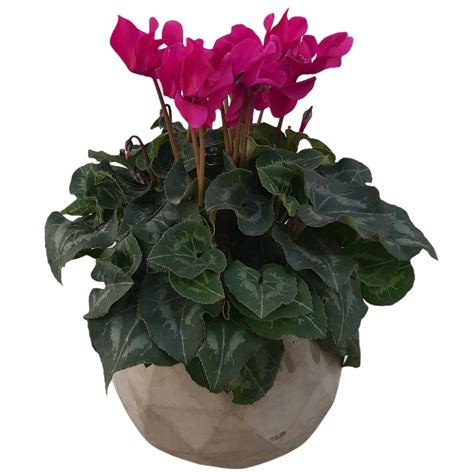 Cyclamen Plant משלוח פרחים לכל הארץ והעולם פרחי גורדון