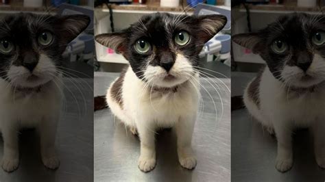Rescue Cat Looks Like Baby Yoda Warms The Internets
