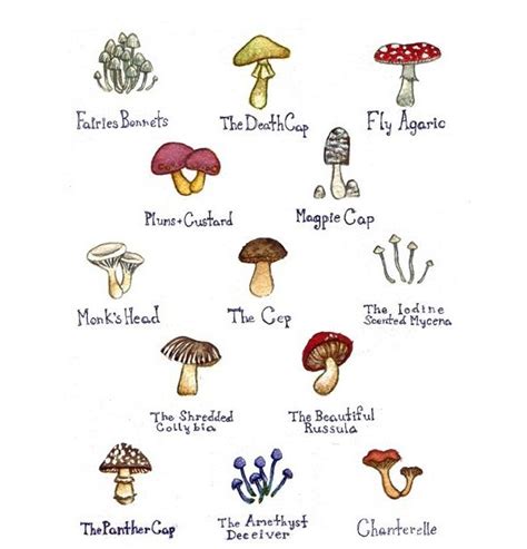 Cute Mushroom Names | Wall Picker