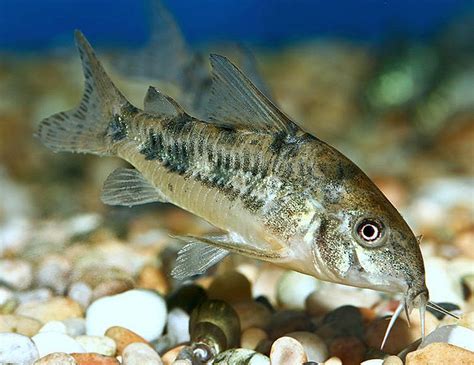 Peppered Cory Catfish World Wide Fish And Pets