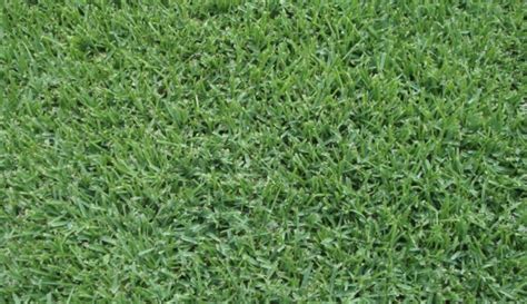 Augustine still prefers full sun and needs at least four hours of unfiltered sunshine per day to come back year after year. Palmetto St. Augustine - Sod By Sherry Inc.