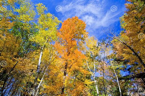 Aspen And Maple Forest Autumn Stock Photo Image Of Light Forest