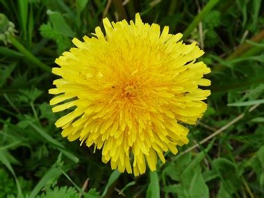Swappable grip for phones & tablets. Are Dandelions Poisonous? | New Health Advisor