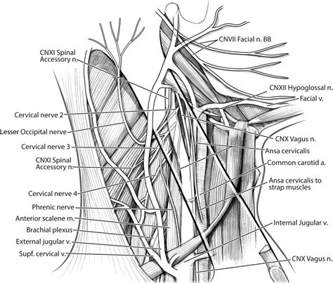 Posterolateral Neck Dissection Preoperative Considerations And