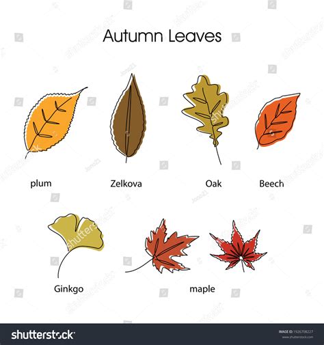 Different Types Autumn Leaves Set One Stock Vector Royalty Free