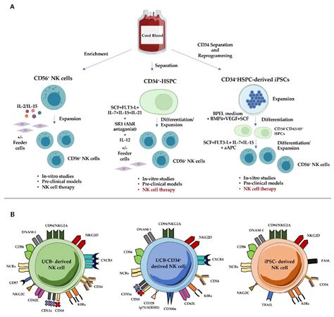Cancers Free Full Text Cord Blood Derived Natural Killer Cell Exploitation In Immunotherapy