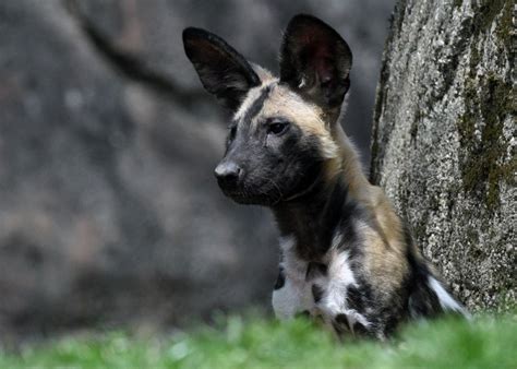 Help Name One Of Brookfield Zoos Newborn African Painted Dog Puppies
