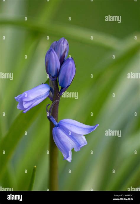 Bluebell Wildflower Blooms Stock Photo Alamy