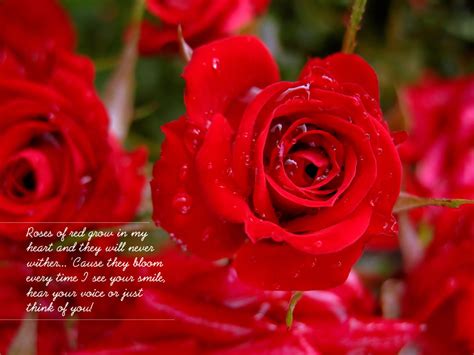Rose, rose i love you ratings & reviews explanation. wallpapers: Love Wallpapers With Quotes