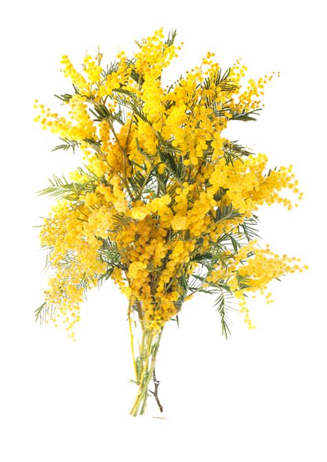 Mimosa Flower Yellow Bunch Mimosa Flower Flower Spring Png