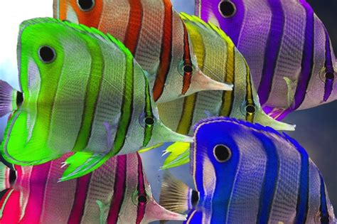 17 Best Images About Pretty Colorful Fish On Pinterest Colorful Fish