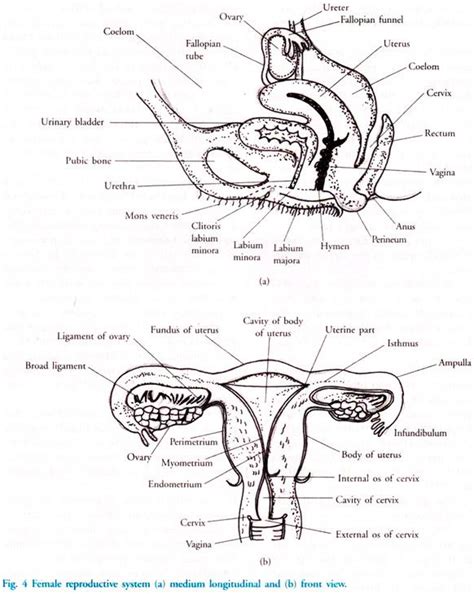 Human Anatomy Female Reproductive System Diagram Female Reproductive System Diagram Labeled