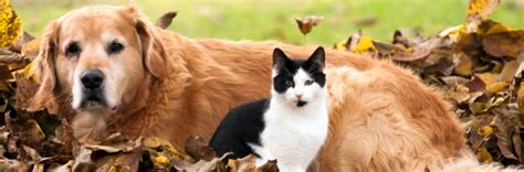 It is also great for soothing skin and. Dog and cat laws | City of Greater Bendigo